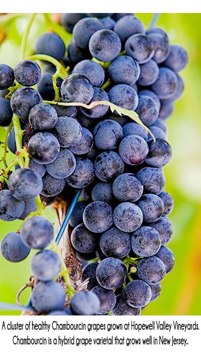 What are grape hybrids? And why are they used for making wine?