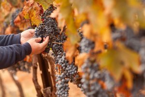 How to make wine - Selecting the best grapes