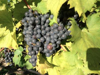 Chambourcin grapes