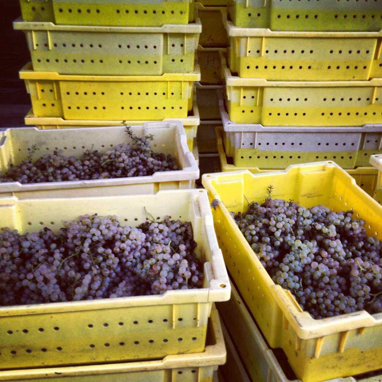 Sweet grapes for wine sale